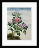 Early 19th-Century Chinese Watercolor of a Hydrangea by Anonymous