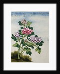 Early 19th-Century Chinese Watercolor of a Hydrangea by Anonymous
