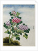 Early 19th-Century Chinese Watercolor of a Hydrangea by Anonymous