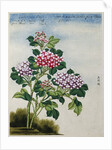 Early 19th-Century Chinese Watercolor of a Hydrangea by Anonymous