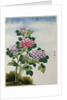 Early 19th-Century Chinese Watercolor of a Hydrangea by Anonymous