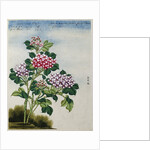 Early 19th-Century Chinese Watercolor of a Hydrangea by Anonymous