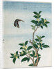 Early 19th-Century Chinese Watercolor of a Cinnamon Plant by Anonymous