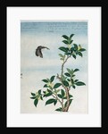 Early 19th-Century Chinese Watercolor of a Cinnamon Plant by Anonymous