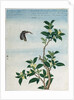 Early 19th-Century Chinese Watercolor of a Cinnamon Plant by Anonymous