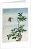 Early 19th-Century Chinese Watercolor of a Cinnamon Plant by Anonymous