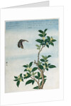 Early 19th-Century Chinese Watercolor of a Cinnamon Plant by Anonymous