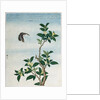 Early 19th-Century Chinese Watercolor of a Cinnamon Plant by Anonymous