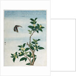 Early 19th-Century Chinese Watercolor of a Cinnamon Plant by Anonymous