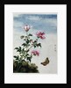 Early 19th-Century Chinese Watercolor of Pink Flowers by Anonymous