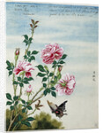 Early 19th-Century Chinese Watercolor of Pink Roses by Anonymous