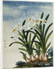 Early 19th-Century Chinese Watercolor of Daffodils by Anonymous