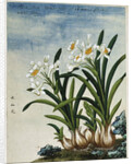 Early 19th-Century Chinese Watercolor of Daffodils by Anonymous