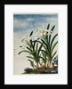 Early 19th-Century Chinese Watercolor of Daffodils by Anonymous