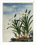 Early 19th-Century Chinese Watercolor of Daffodils by Anonymous