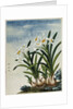 Early 19th-Century Chinese Watercolor of Daffodils by Anonymous