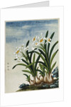 Early 19th-Century Chinese Watercolor of Daffodils by Anonymous