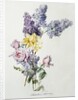 A Study of Lilac and Roses by Madeleine Lemaire