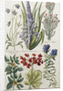 Botanical Print of Various Flowers by J. Hill