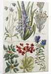 Botanical Print of Various Flowers by J. Hill