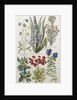 Botanical Print of Various Flowers by J. Hill