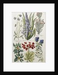 Botanical Print of Various Flowers by J. Hill