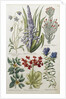 Botanical Print of Various Flowers by J. Hill