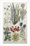 Botanical Print of Various Flowers by J. Hill