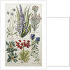 Botanical Print of Various Flowers by J. Hill