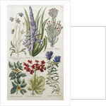 Botanical Print of Various Flowers by J. Hill