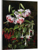 Rubrum Lilies and Fucshias by Johan Laurentz Jensen