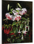 Rubrum Lilies and Fucshias by Johan Laurentz Jensen