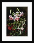 Rubrum Lilies and Fucshias by Johan Laurentz Jensen