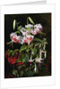 Rubrum Lilies and Fucshias by Johan Laurentz Jensen