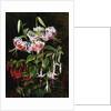 Rubrum Lilies and Fucshias by Johan Laurentz Jensen