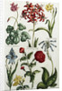 Botanical Print by J. Hill