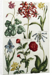 Botanical Print by J. Hill