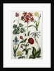 Botanical Print by J. Hill