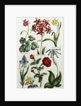 Botanical Print by J. Hill