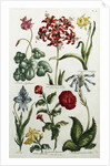 Botanical Print by J. Hill