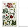 Botanical Print by J. Hill