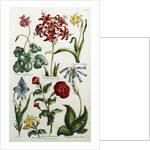 Botanical Print by J. Hill