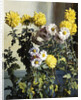 Chrysanthemums by Harald Martin Hansen Holm
