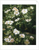 Dog Roses in Flower by Niels Peter Rasmussen