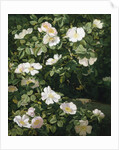 Dog Roses in Flower by Niels Peter Rasmussen