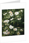 Dog Roses in Flower by Niels Peter Rasmussen