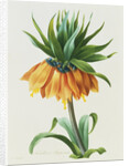 Fritillaire Imperiale by Pierre Joseph Redoute