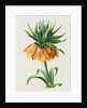 Fritillaire Imperiale by Pierre Joseph Redoute
