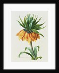 Fritillaire Imperiale by Pierre Joseph Redoute