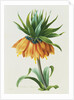 Fritillaire Imperiale by Pierre Joseph Redoute